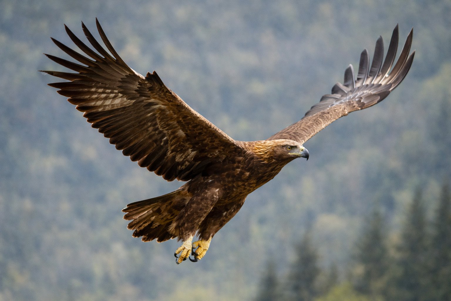 Aigle royal adulte en plané - nuque dorée