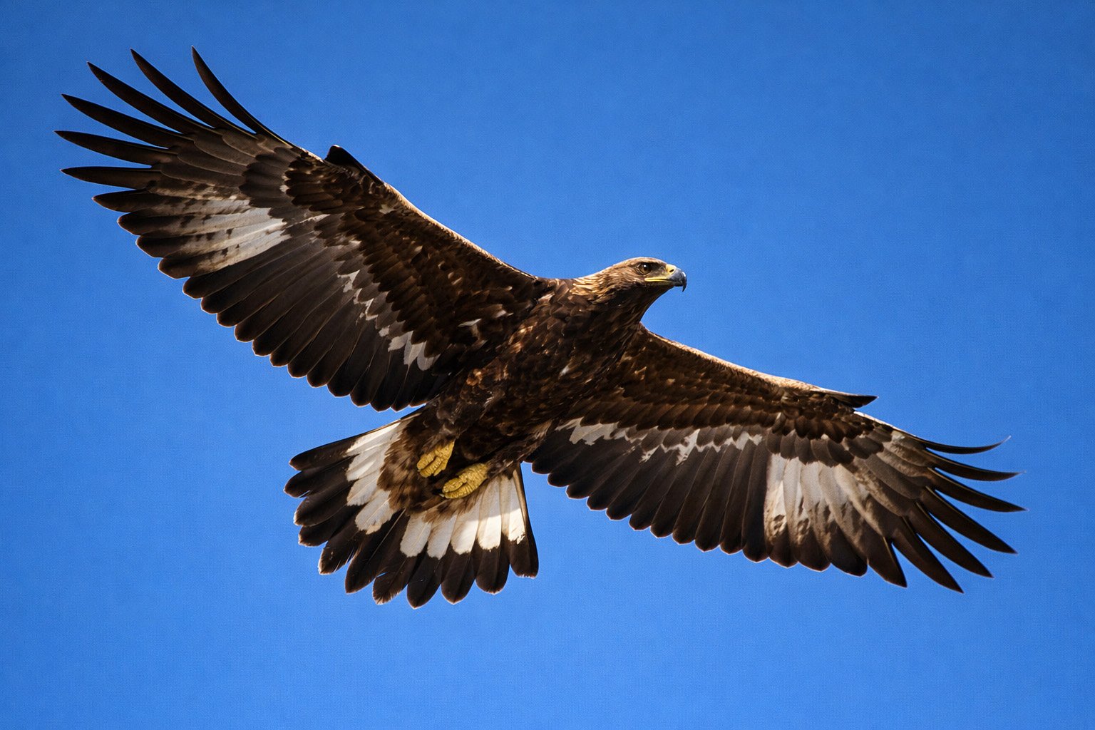 Aigle royal immature - plages blanches sur les ailes