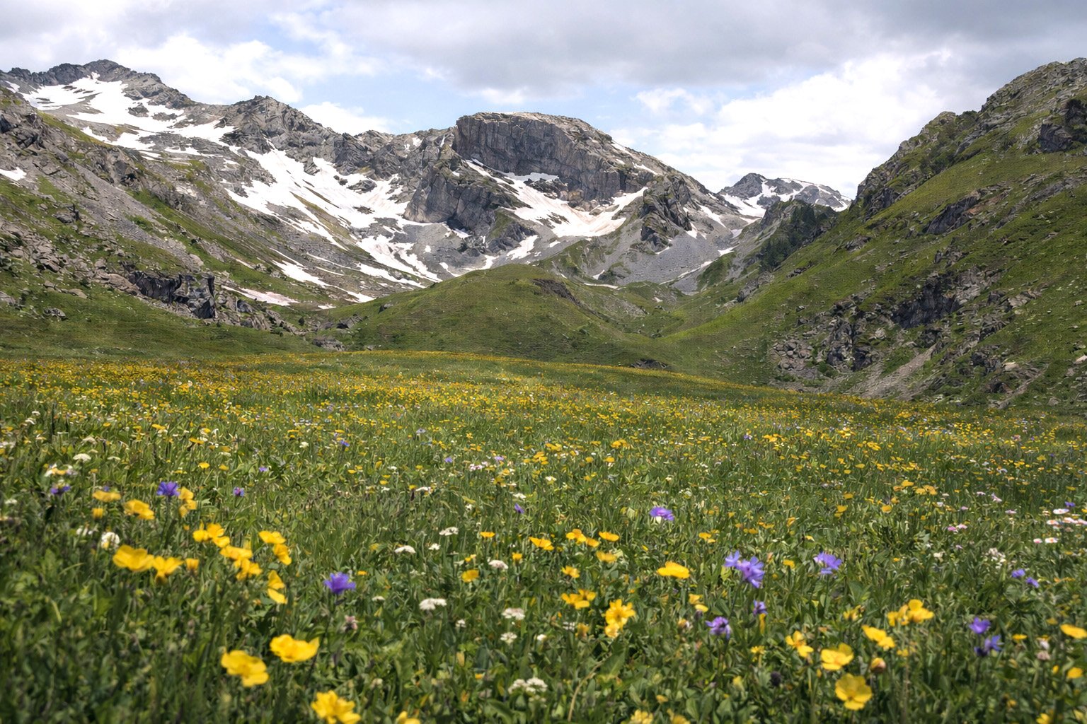 Panorama sur les alpages de la Vanoise avec faune