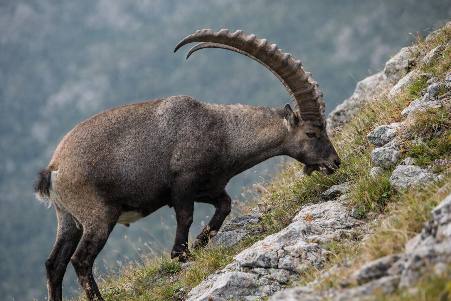 Bouquetin des Alpes mâle adulte avec grandes cornes