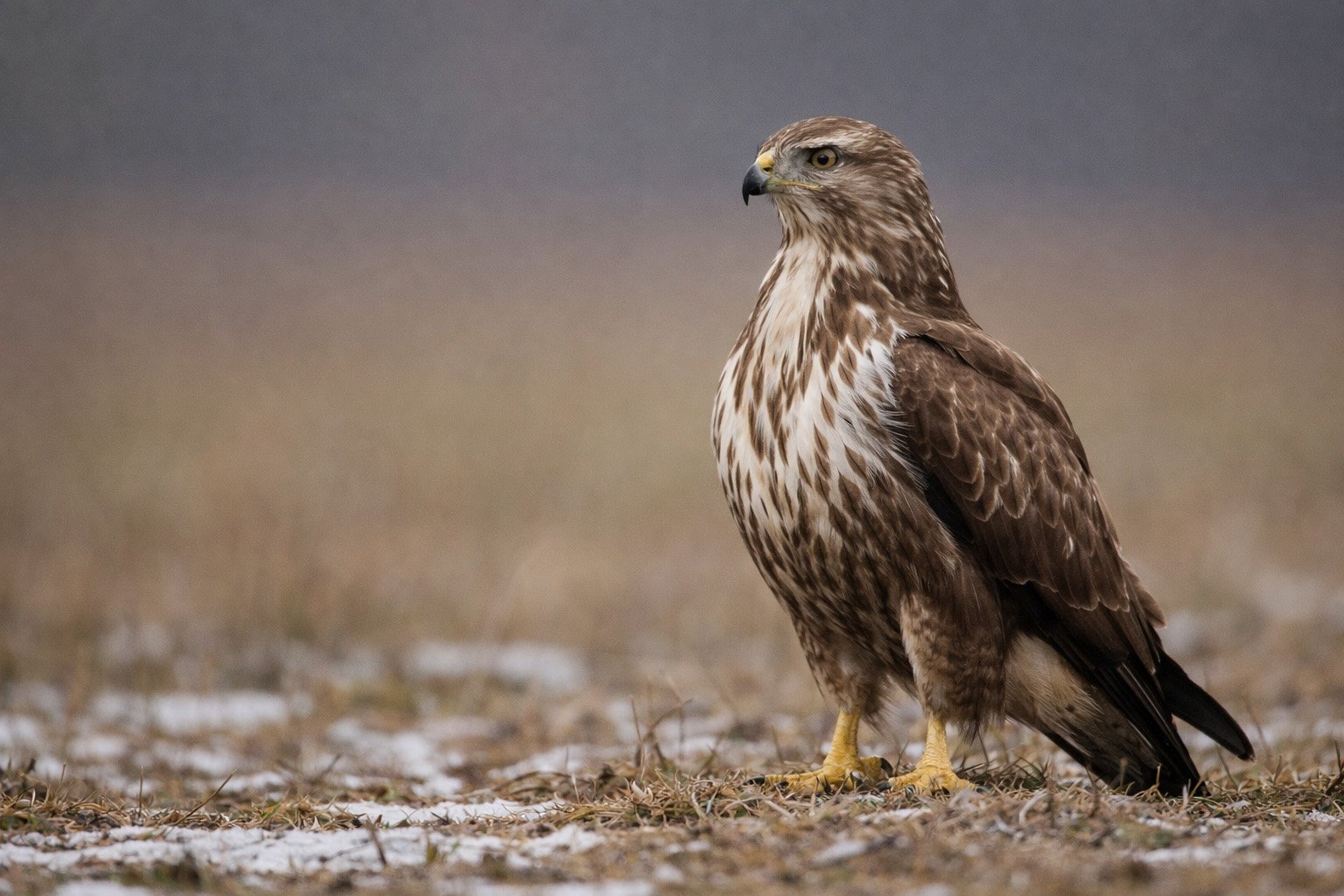 Buse variable perchée sur un poteau