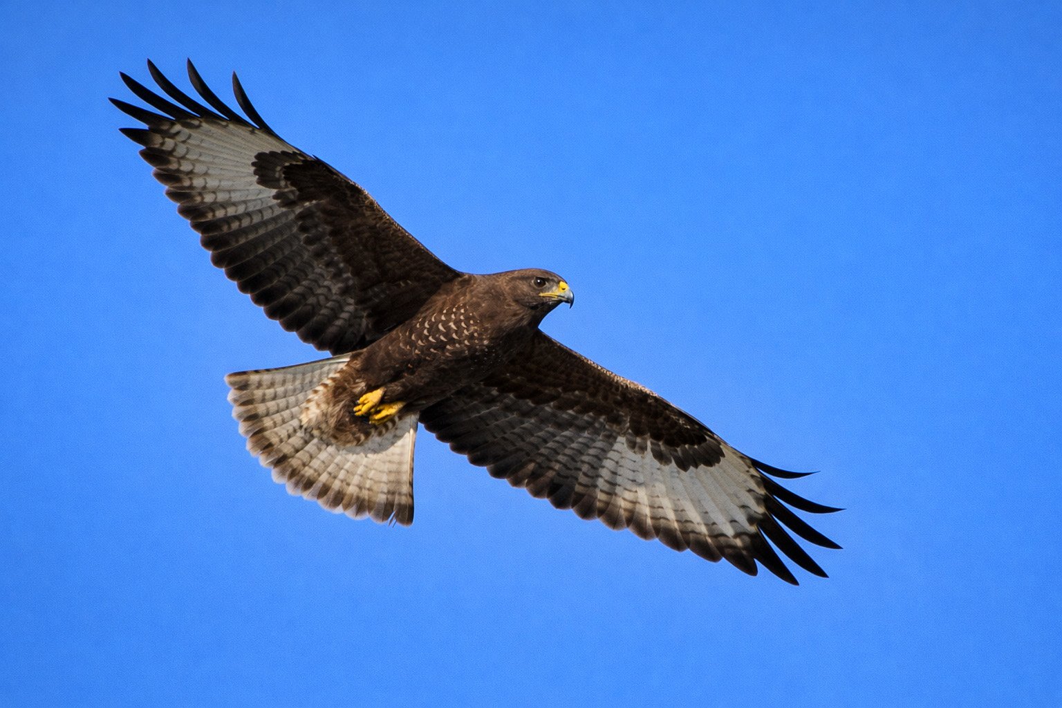 Buse variable en vol - dessous