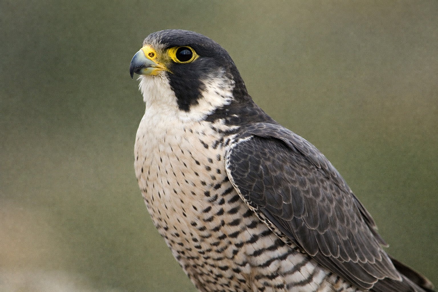 Faucon pèlerin en vol - ailes pointues