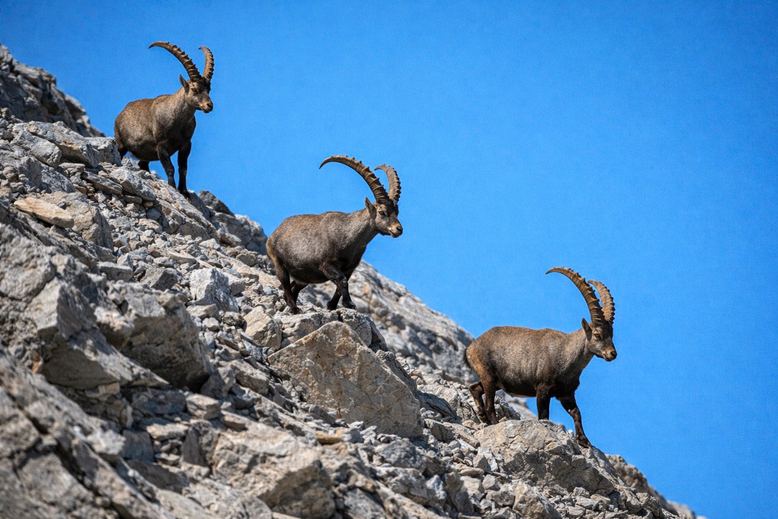 Bouquetins en troupeau sur les rochers