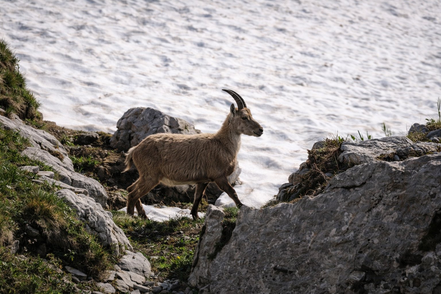 Bouquetin sur les rochers près du lac des Vaches