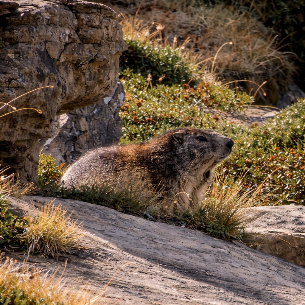 Marmotte dans le vallon de la Glière