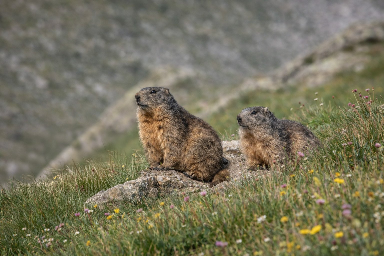 Marmotte alpine à l'entrée de son terrier