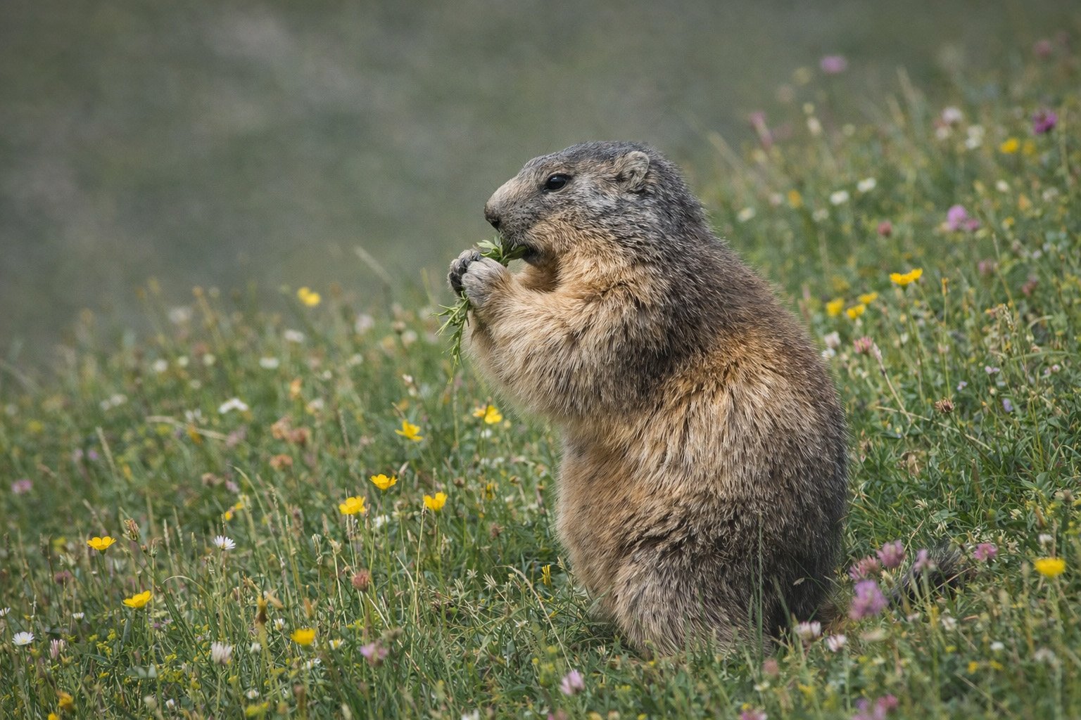 Marmotte en train de se nourrir dans un alpage