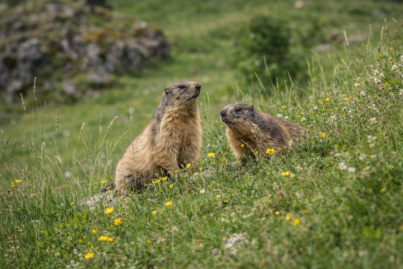 marmottes se laissant observer sur le sentier
