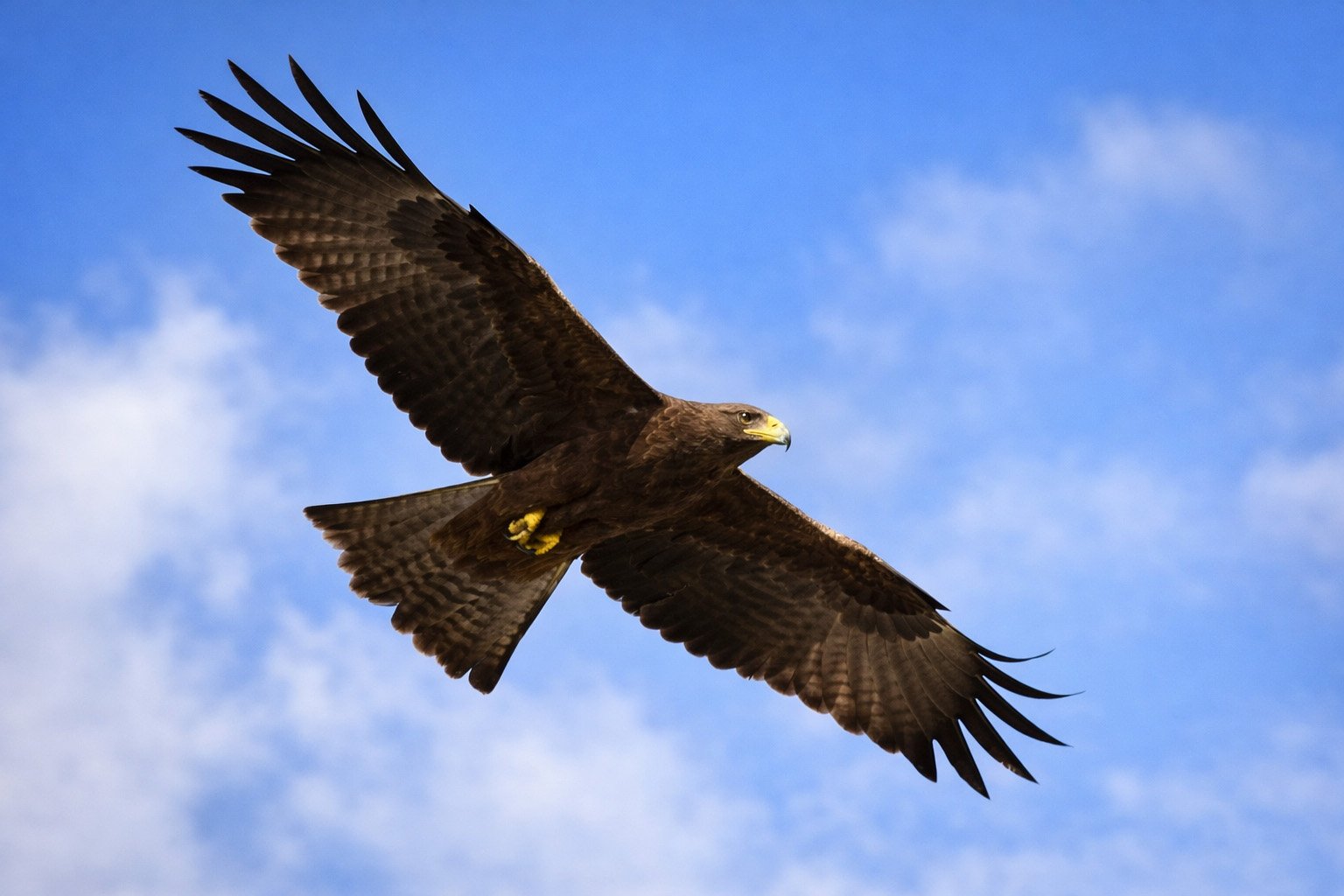 Milan noir en vol - queue légèrement échancrée