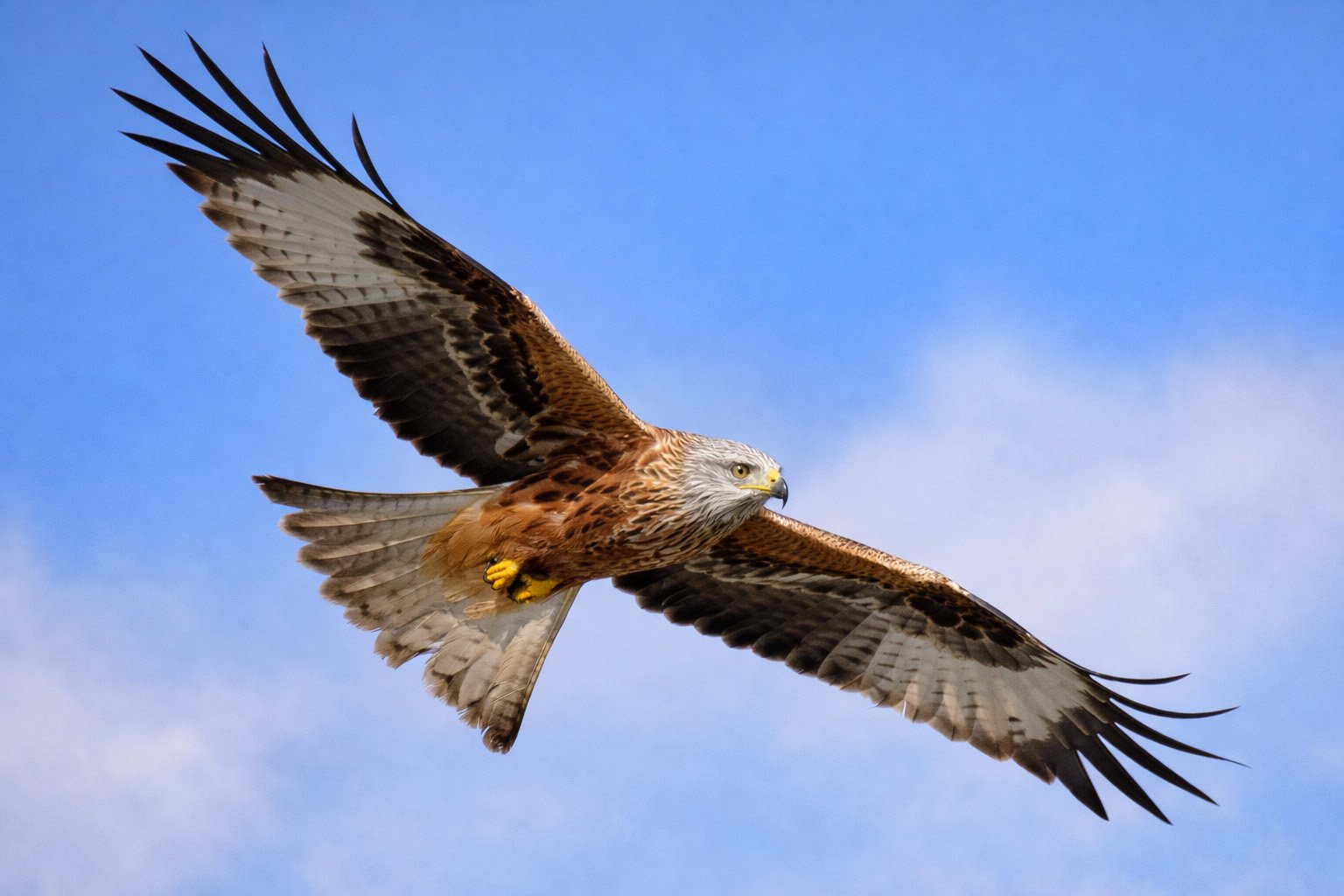 Milan royal en vol - queue fourchue et plumage tricolore