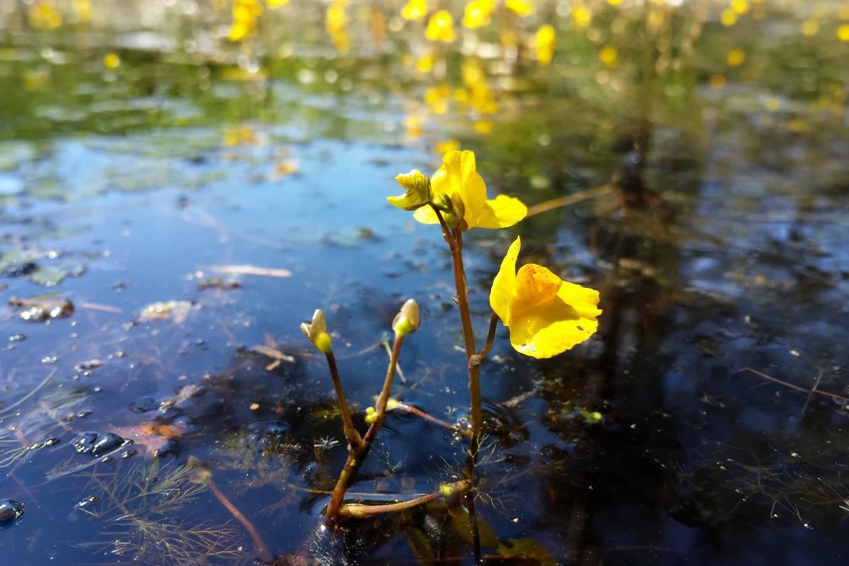 Utriculaire - plante carnivore aquatique Vanoise