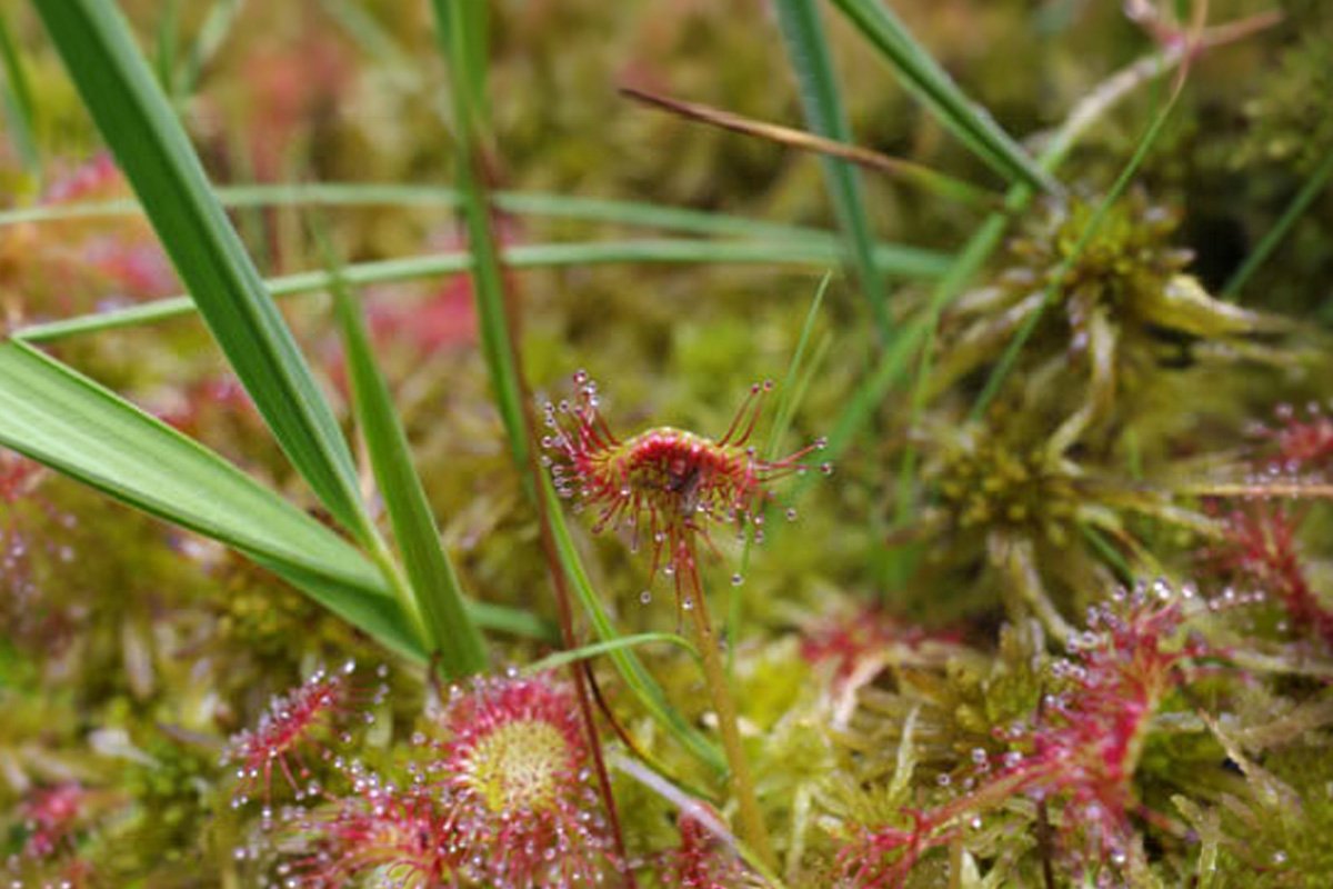 Rossolis - drosera Vanoise