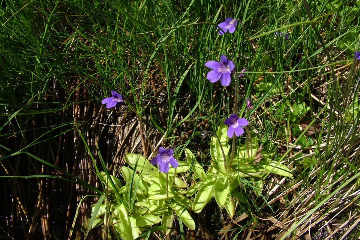 Grassette commune Vanoise
