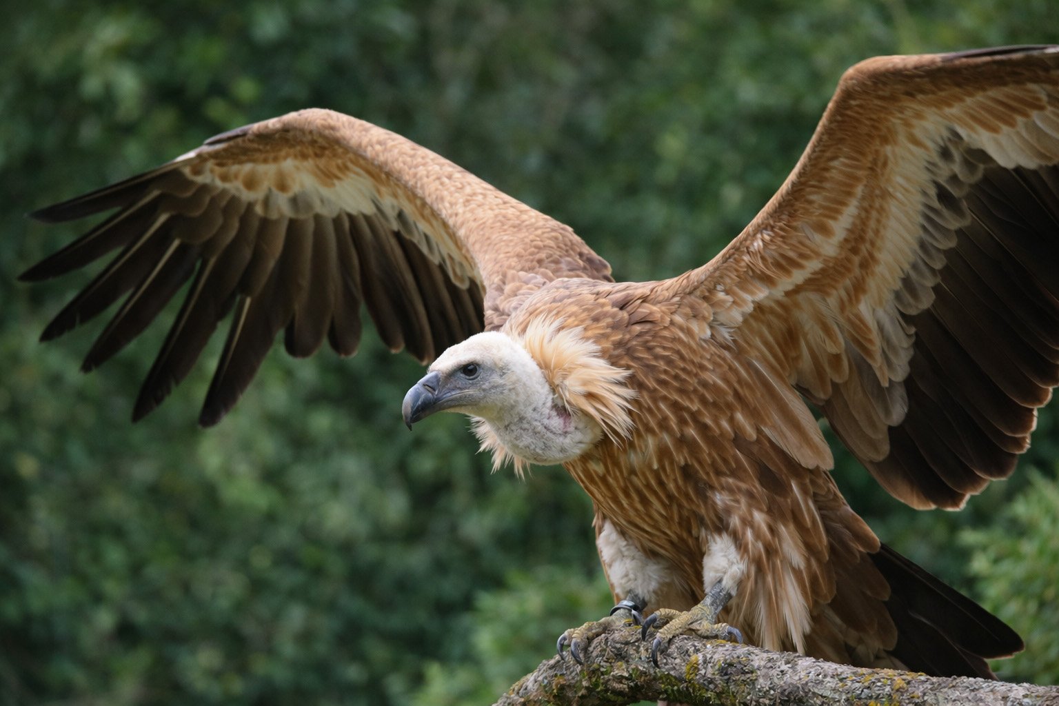 Vautour fauve en vol, ailes en V relevé