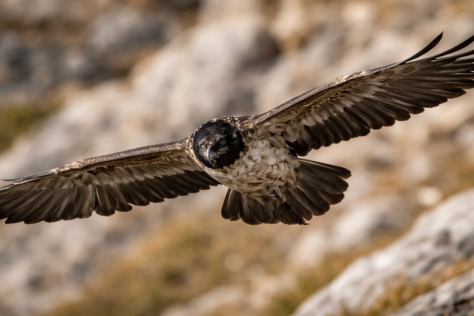 Gypaète barbu immature - plumage sombre